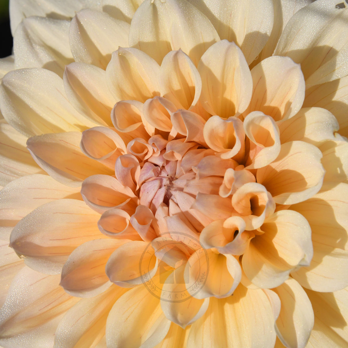 Dahlia 'Serenade Symphony'