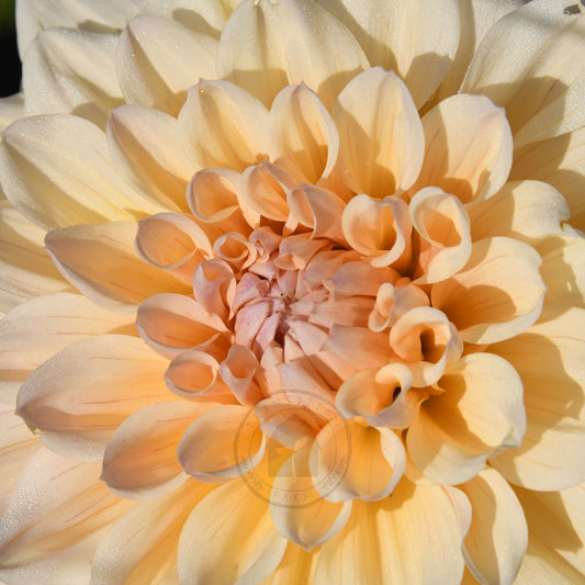 Dahlia 'Serenade Symphony'