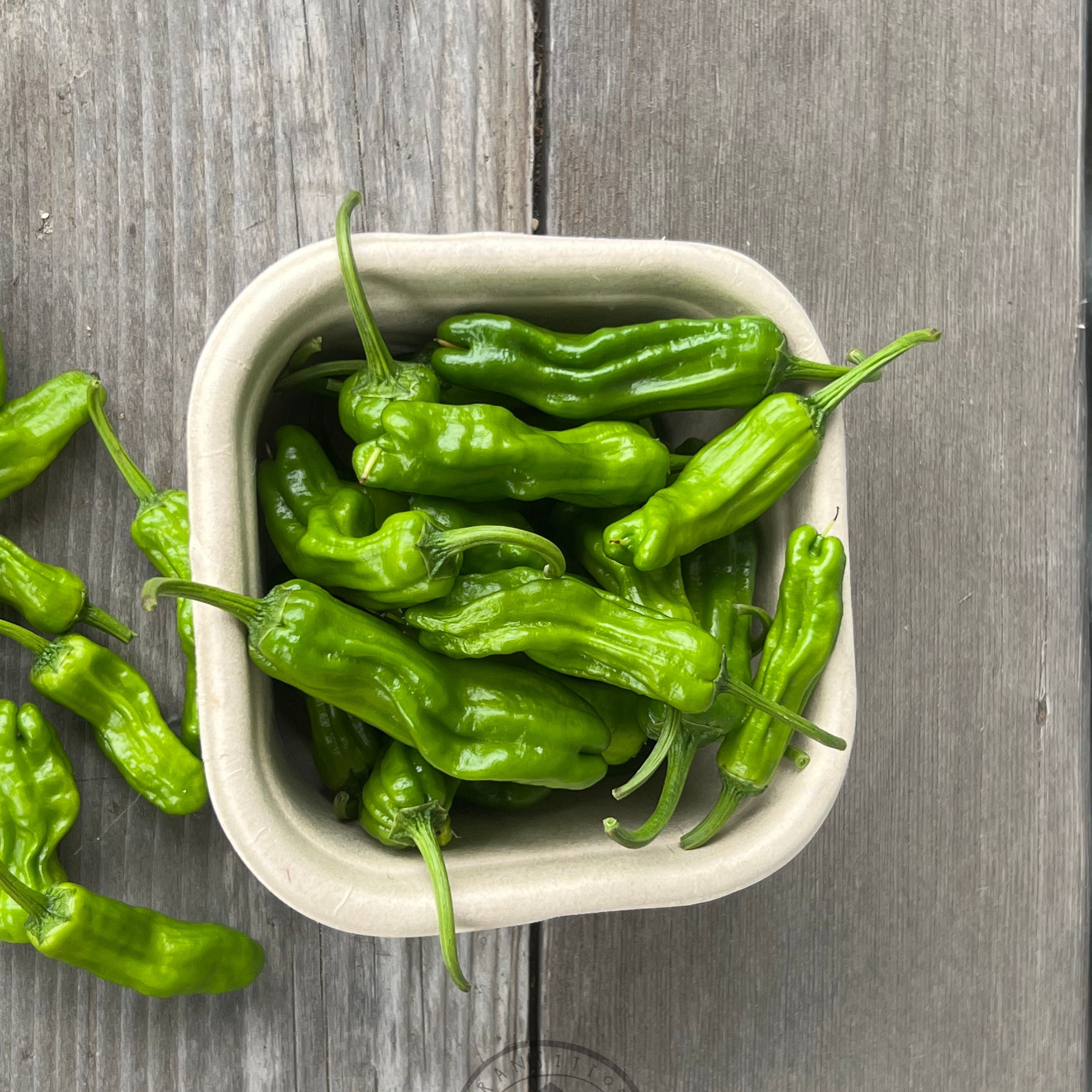 Chilli 'Shishito' – Transition Farm