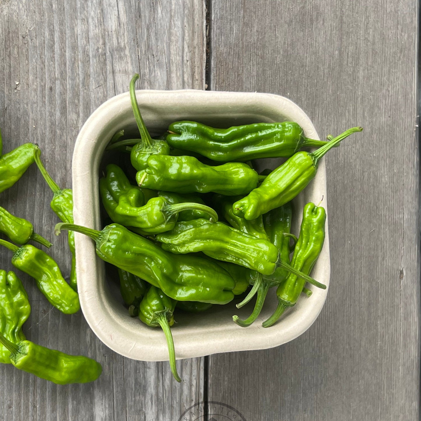 Chilli 'Shishito'
