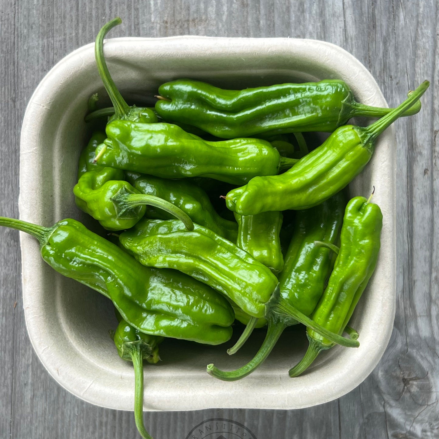 Chilli 'Shishito'