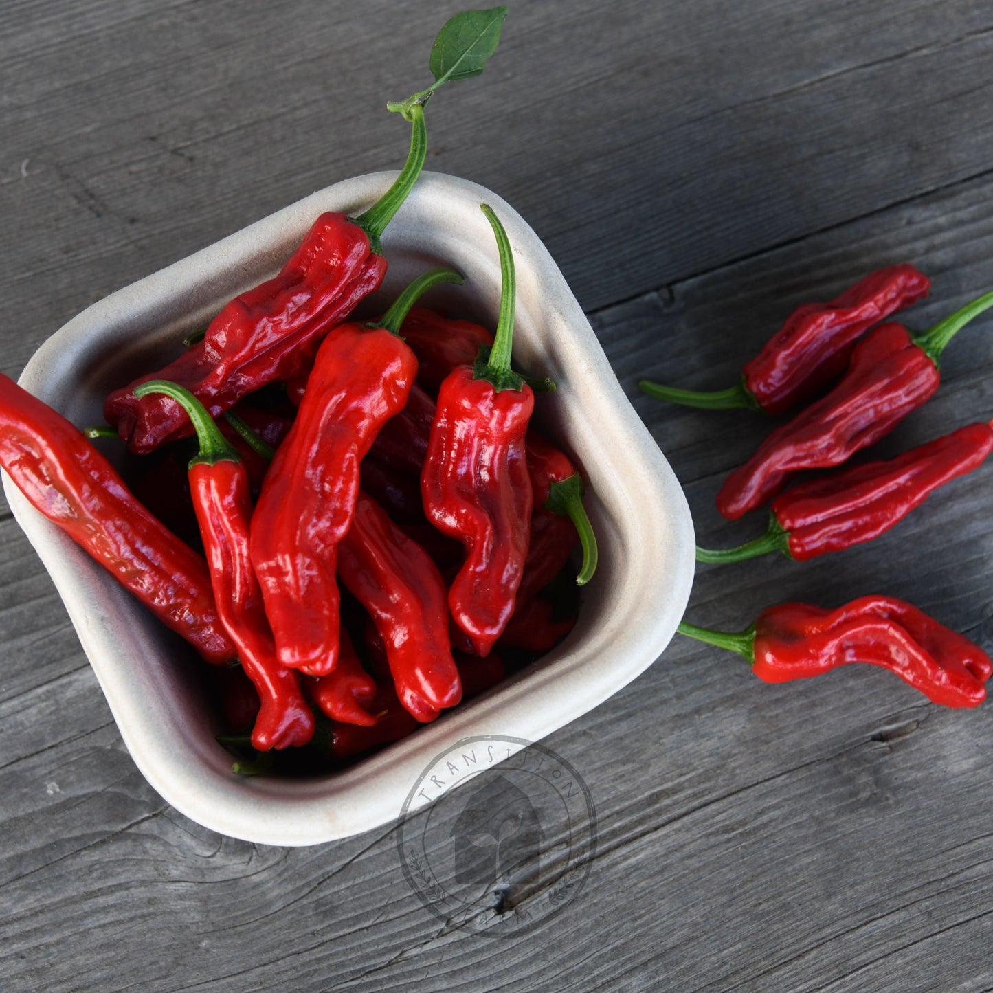 Chilli 'Shishito'