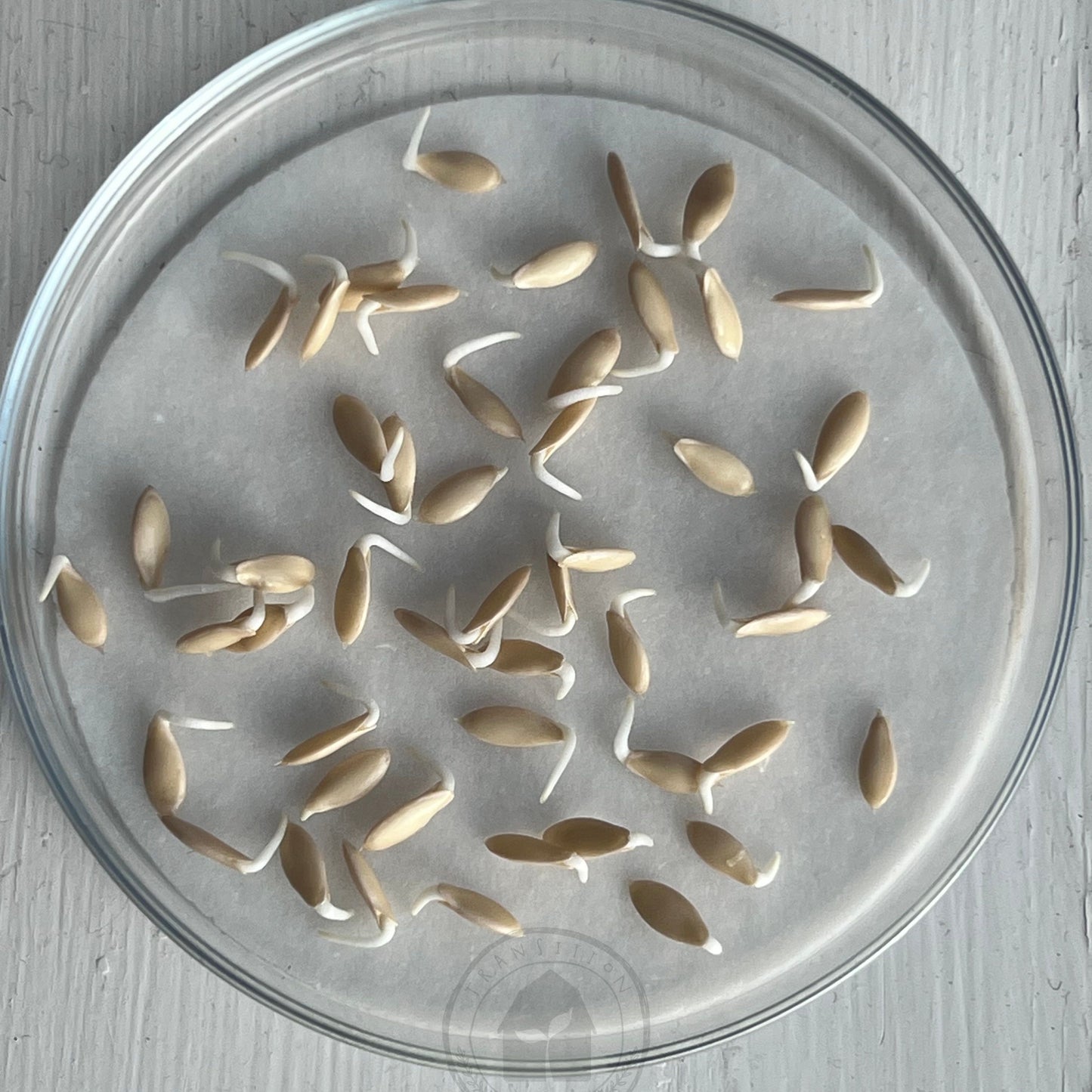 Cucumber 'Silver Slicer'