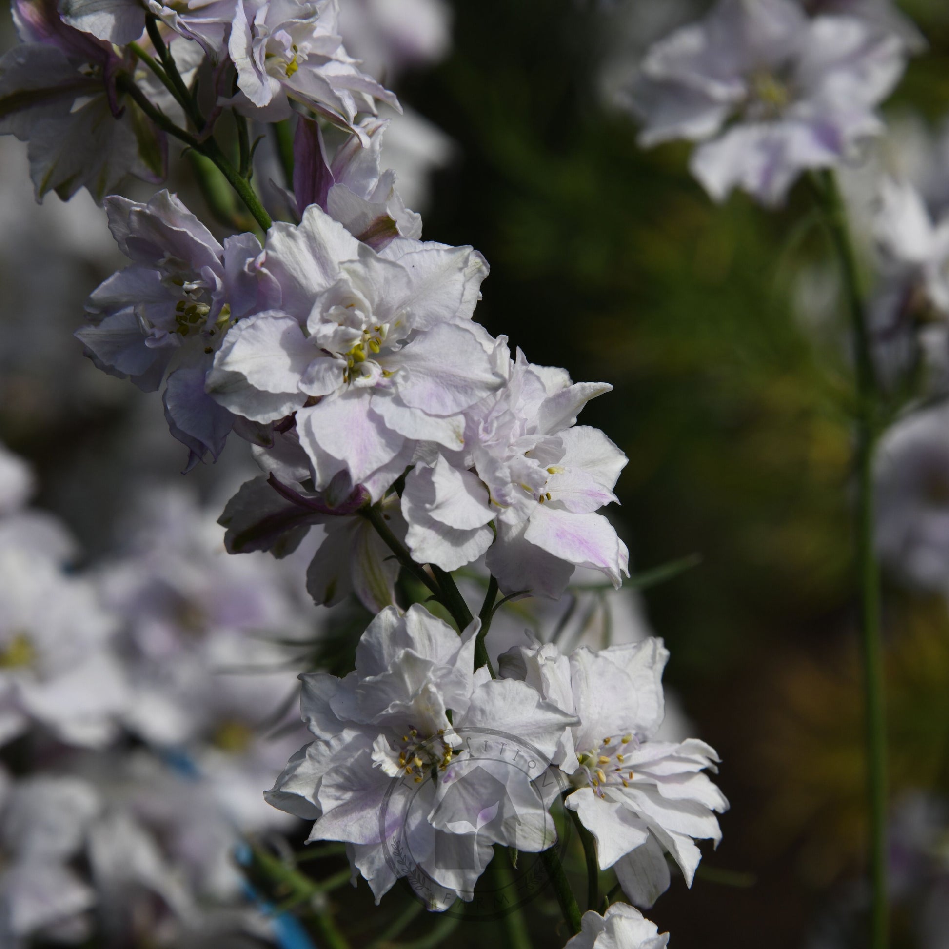 Close-up of white flowers with a blurred background