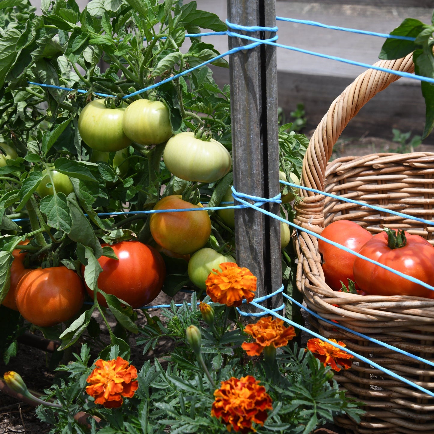 Tomatoes growing on a plant with a woven basket below, containing more tomatoes, and orange flowers.
