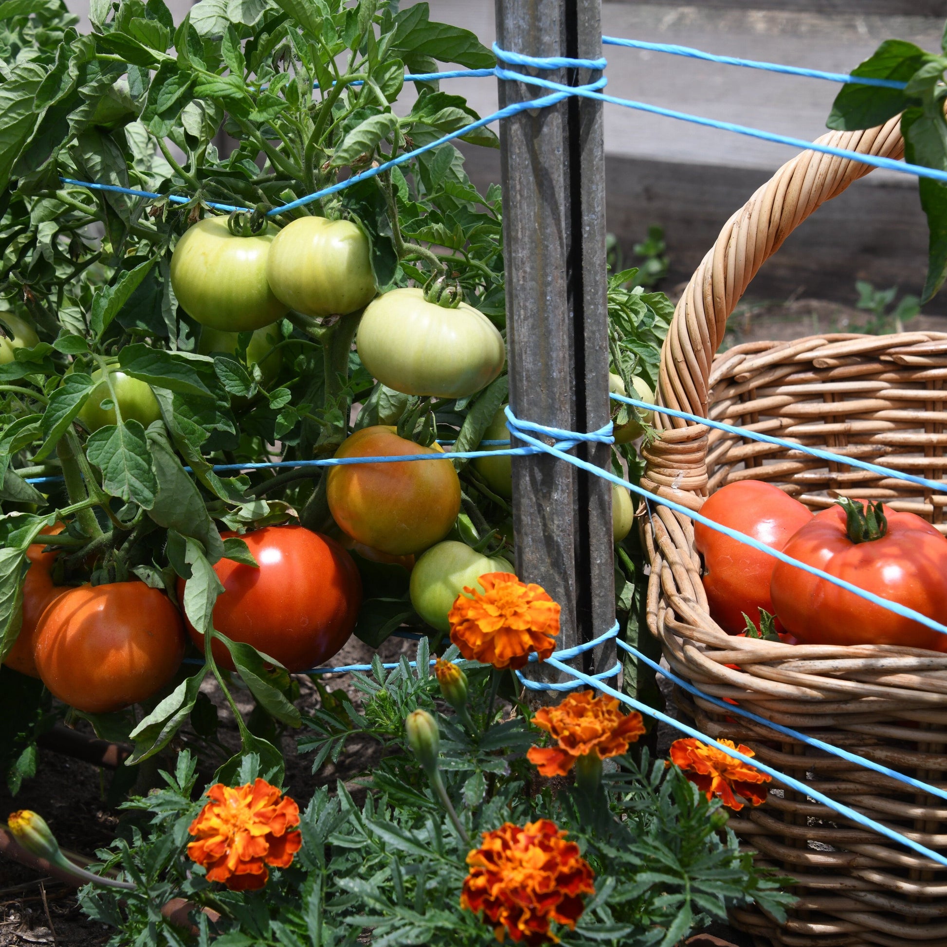 Tomatoes growing on a plant with a woven basket below, containing more tomatoes, and orange flowers.
