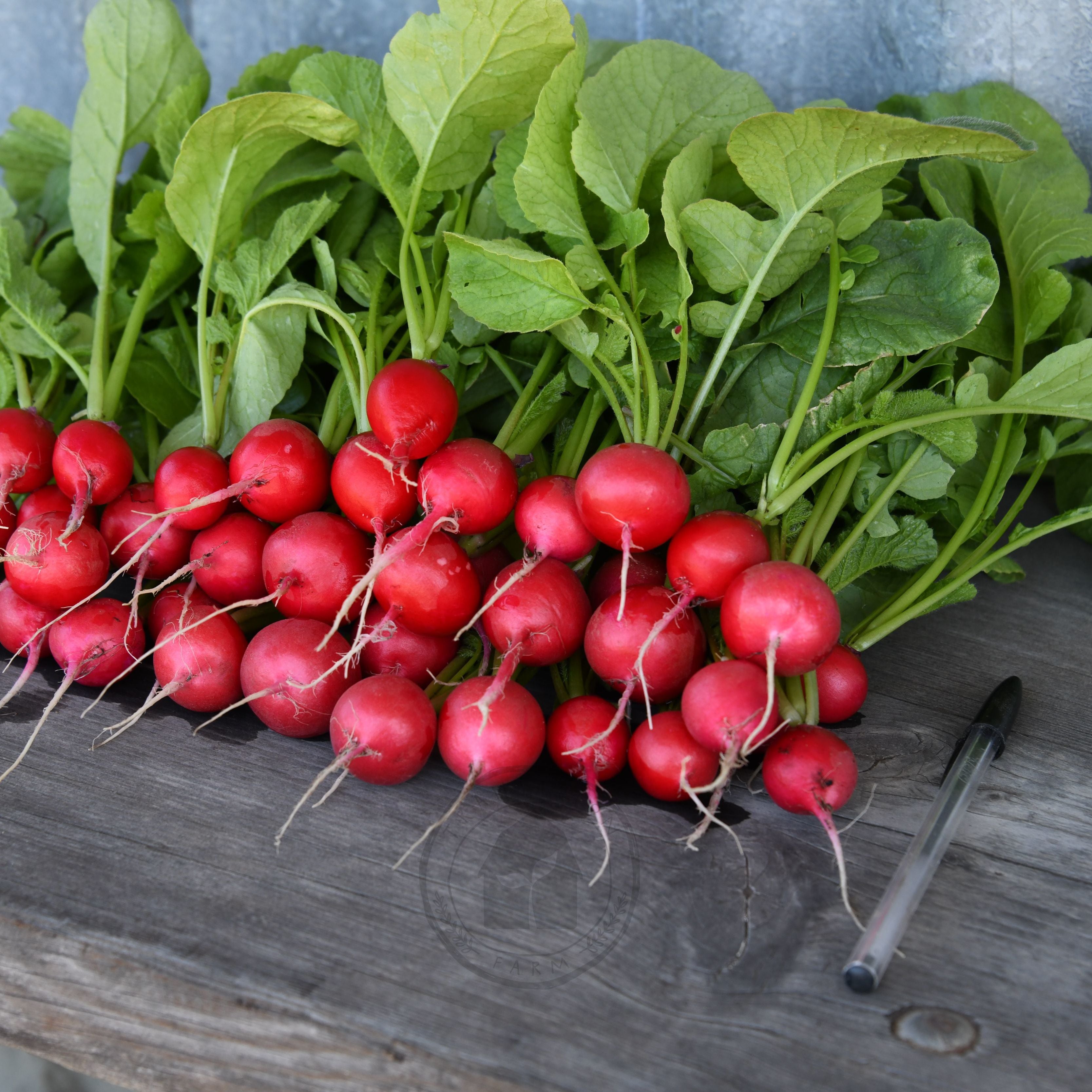 Radish 'Sora' – Transition Farm