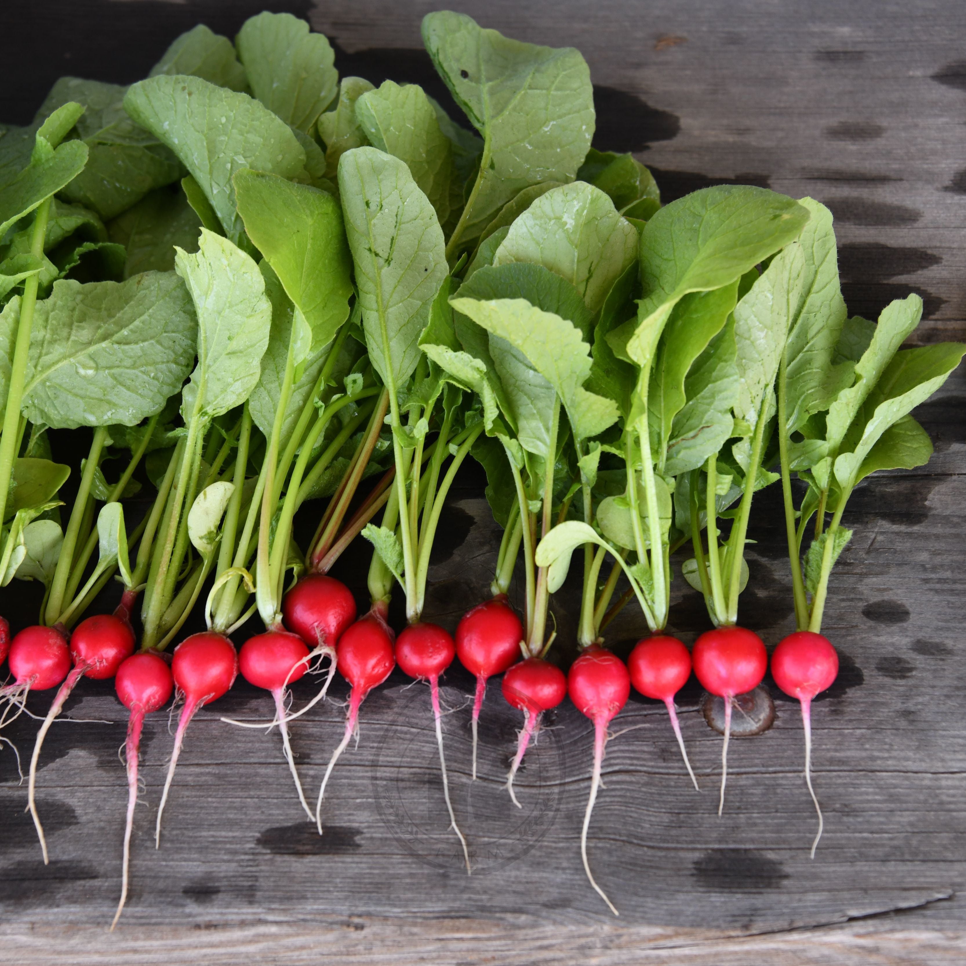 Radish 'Sora' – Transition Farm