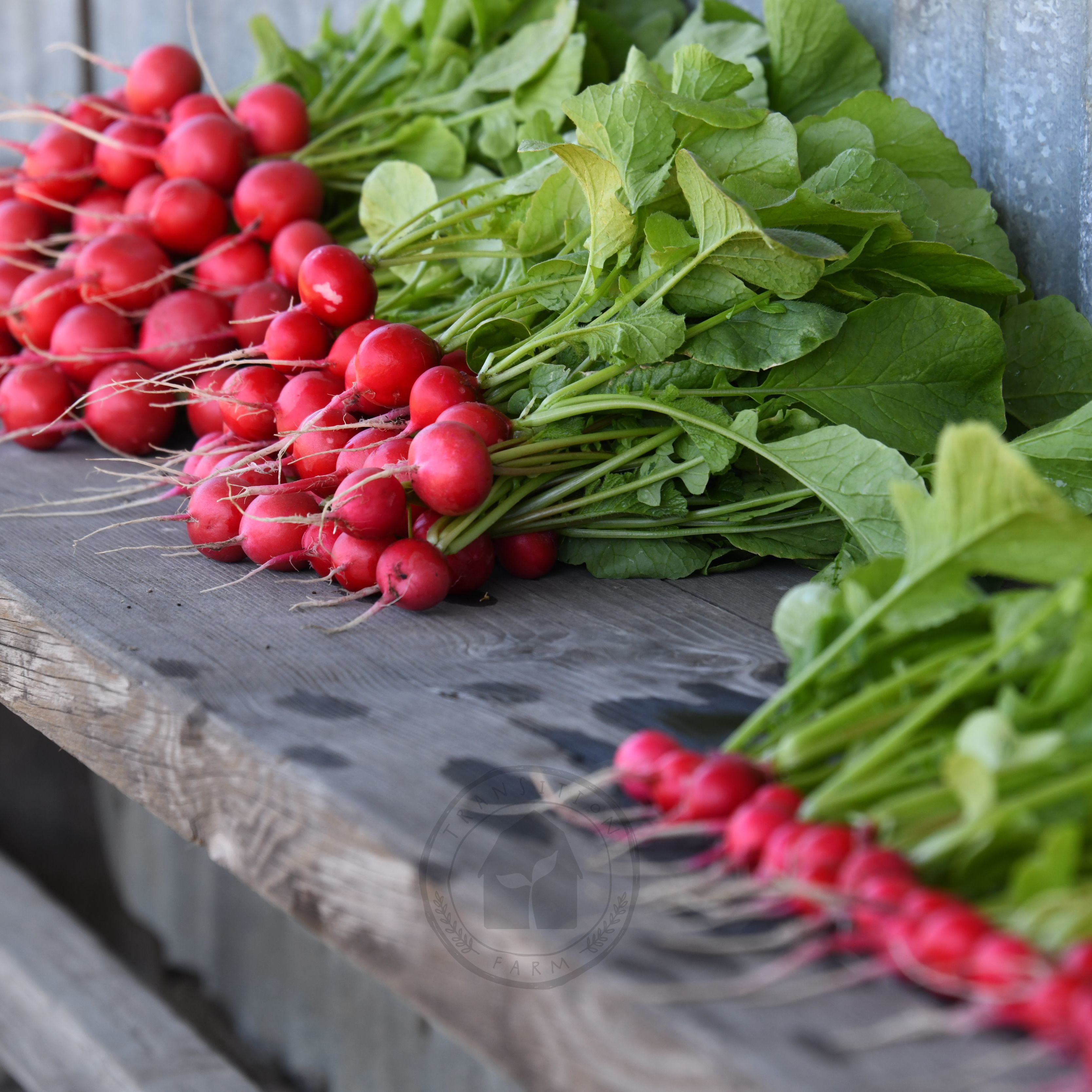 Radish 'Sora' – Transition Farm