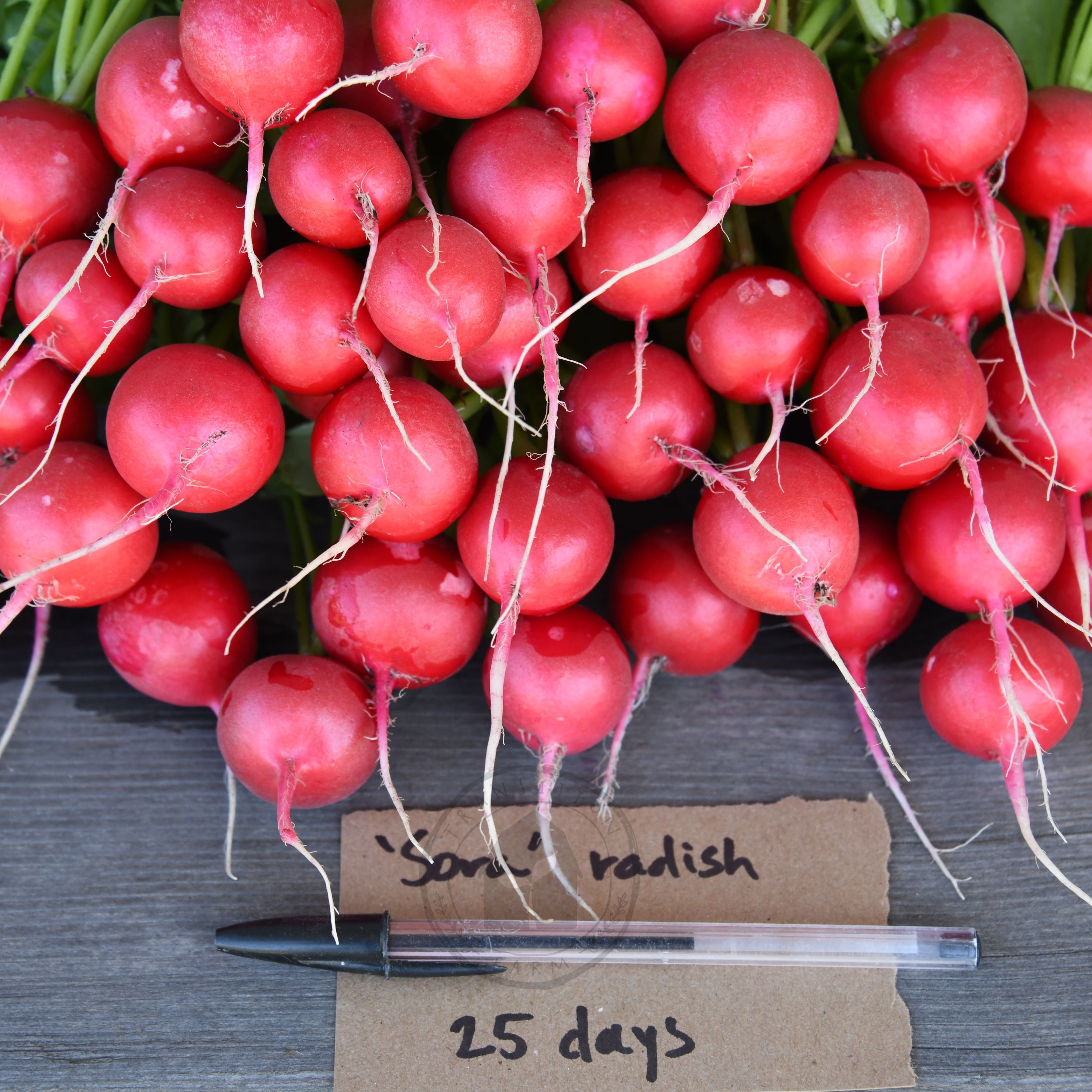 Radish 'Sora' – Transition Farm
