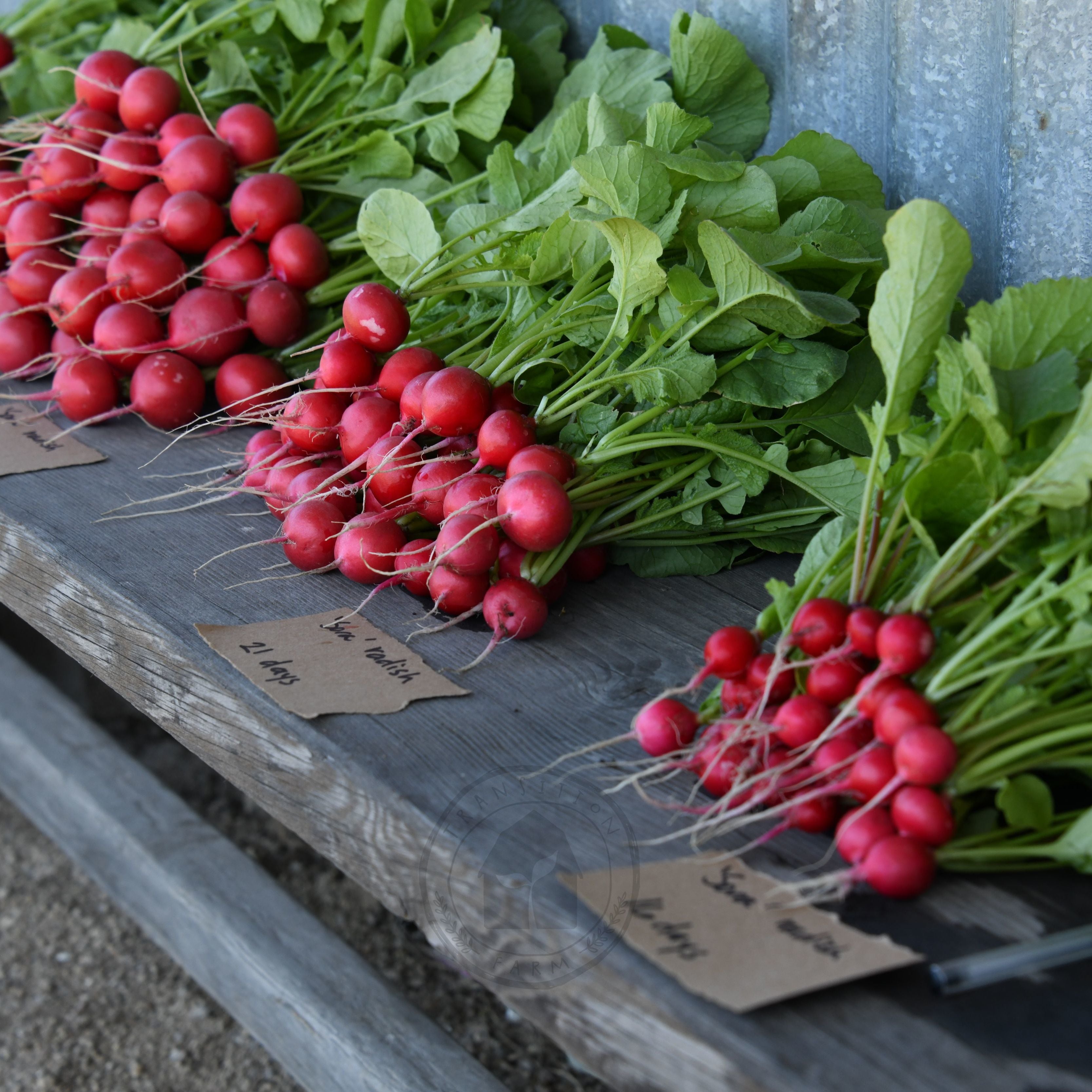 Radish 'Sora' – Transition Farm