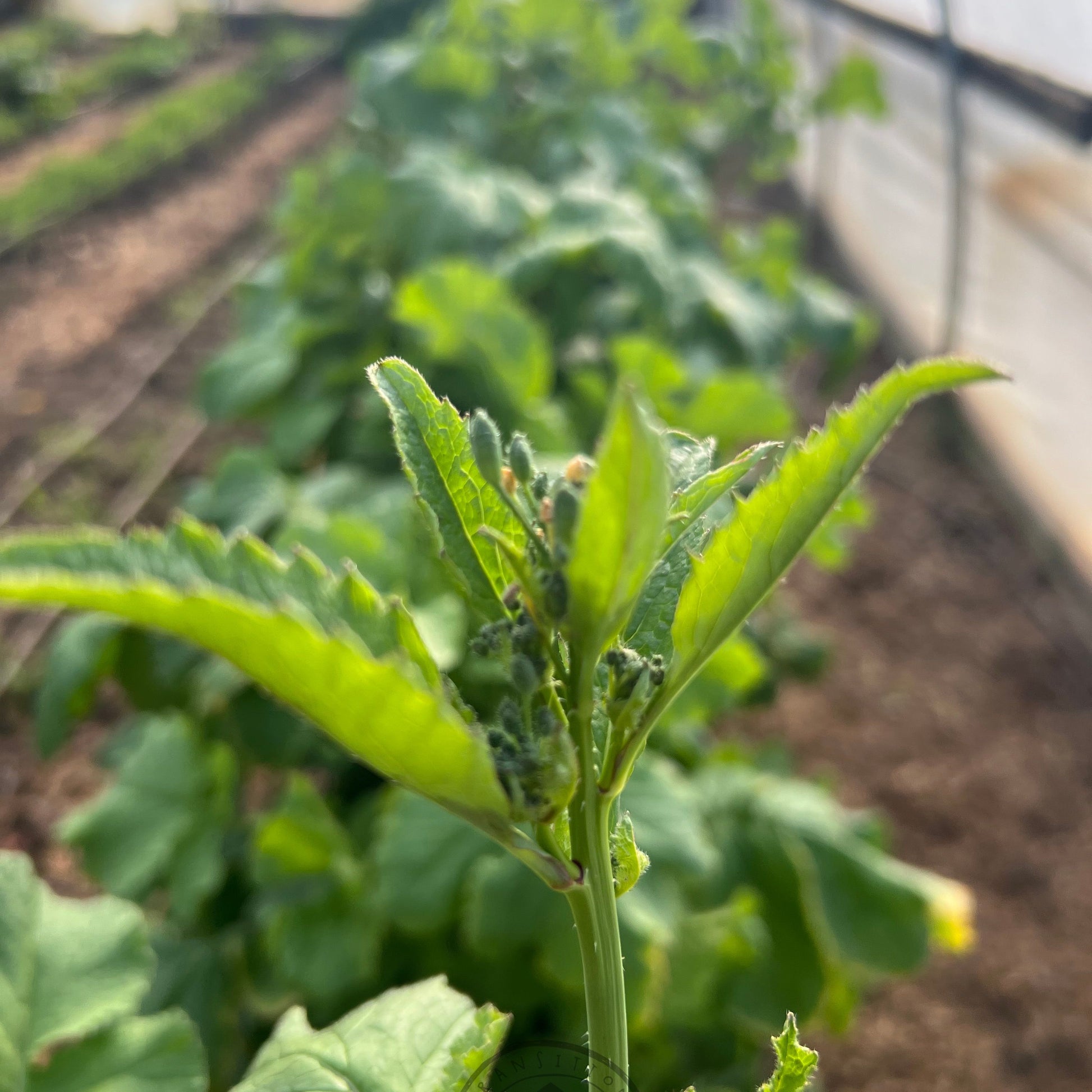 Close-up of sora radish going to seed