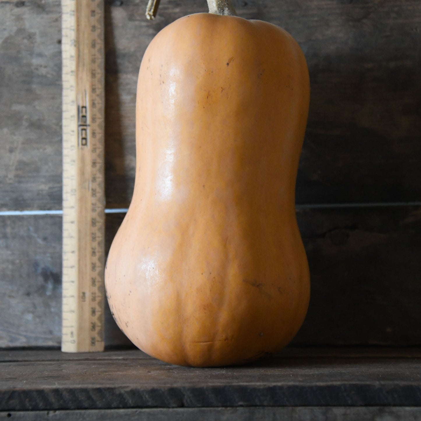 Butternut squash next to a ruler on a wooden surface