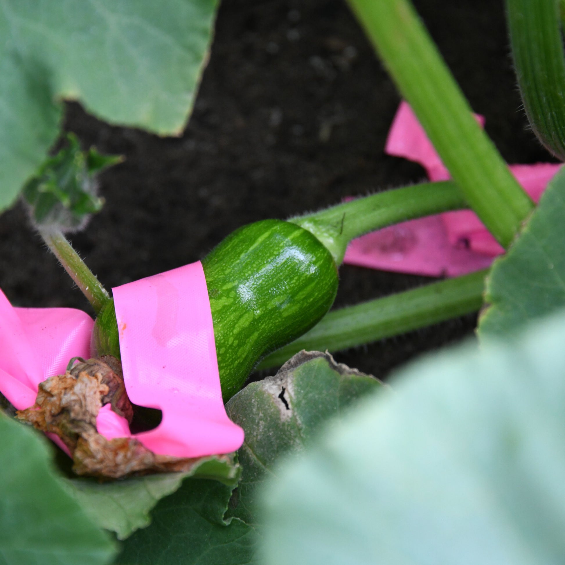 baby south anna pumpkin tagged for seed production