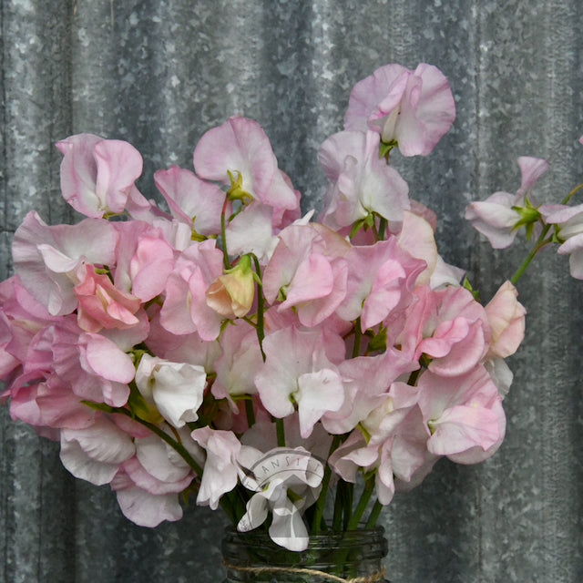 Sweet Pea 'Spring Sunshine Blush'
