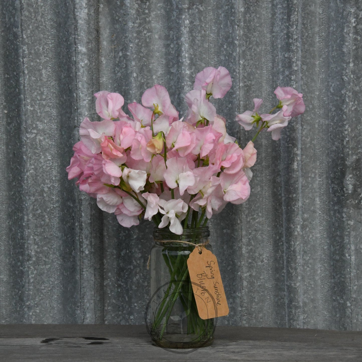 Sweet Pea 'Spring Sunshine Blush'