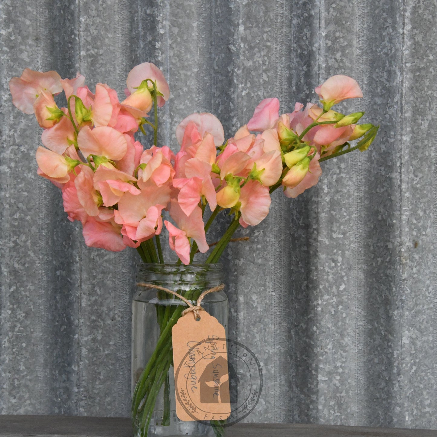 Sweet Pea 'Spring Sunshine Champagne'