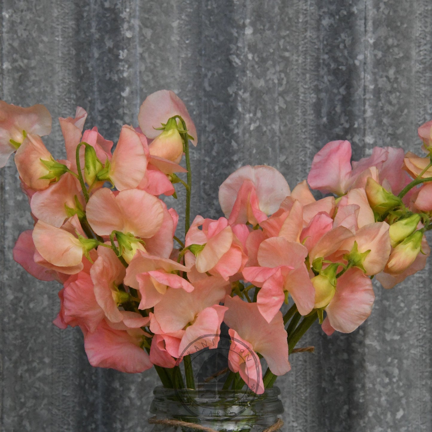 Sweet Pea 'Spring Sunshine Champagne'