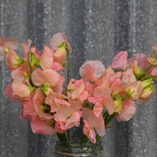 Sweet Pea 'Spring Sunshine Champagne'