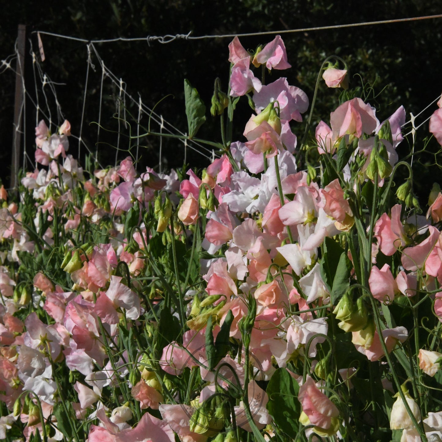 Sweet Pea 'Spring Sunshine Champagne'
