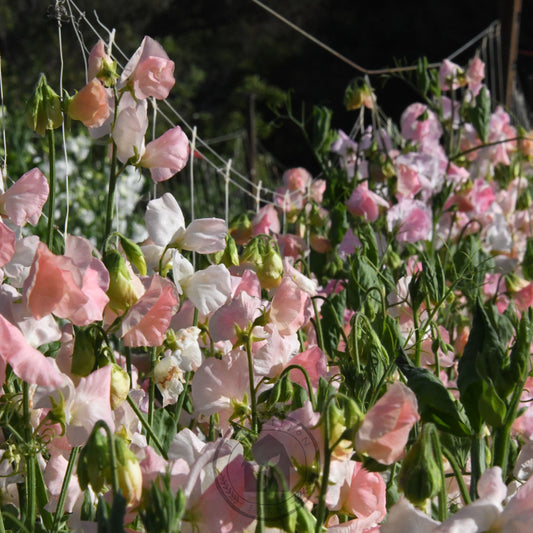 Sweet Pea 'Spring Sunshine Champagne'