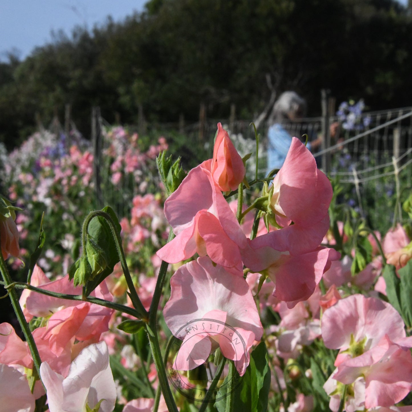 Sweet Pea 'Spring Sunshine Nancy'