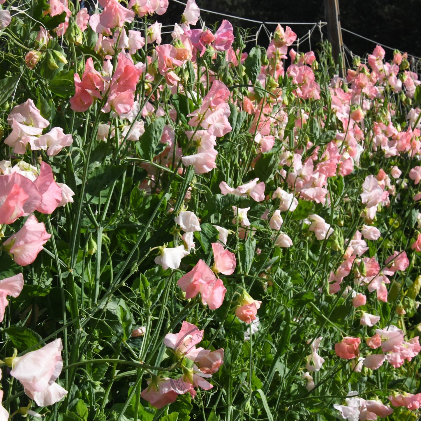 Sweet Pea 'Spring Sunshine Nancy'