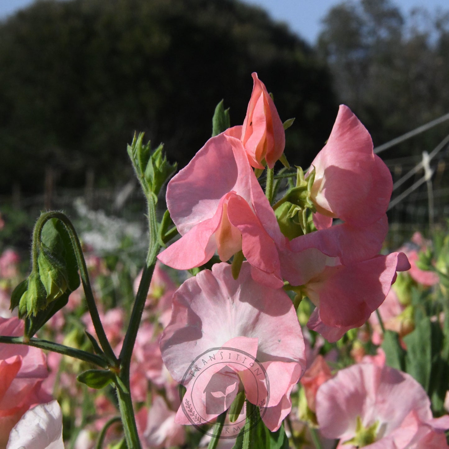 Sweet Pea 'Spring Sunshine Nancy'