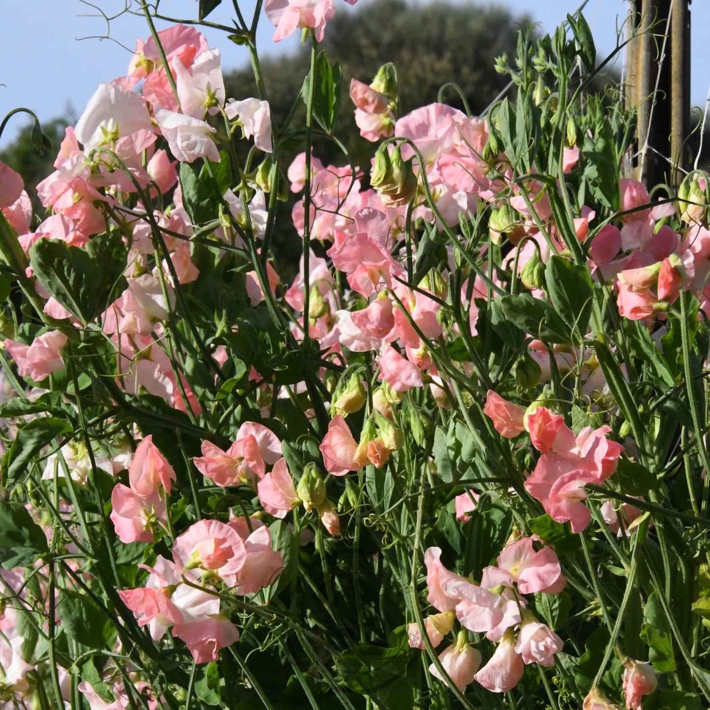 Sweet Pea 'Spring Sunshine Nancy'