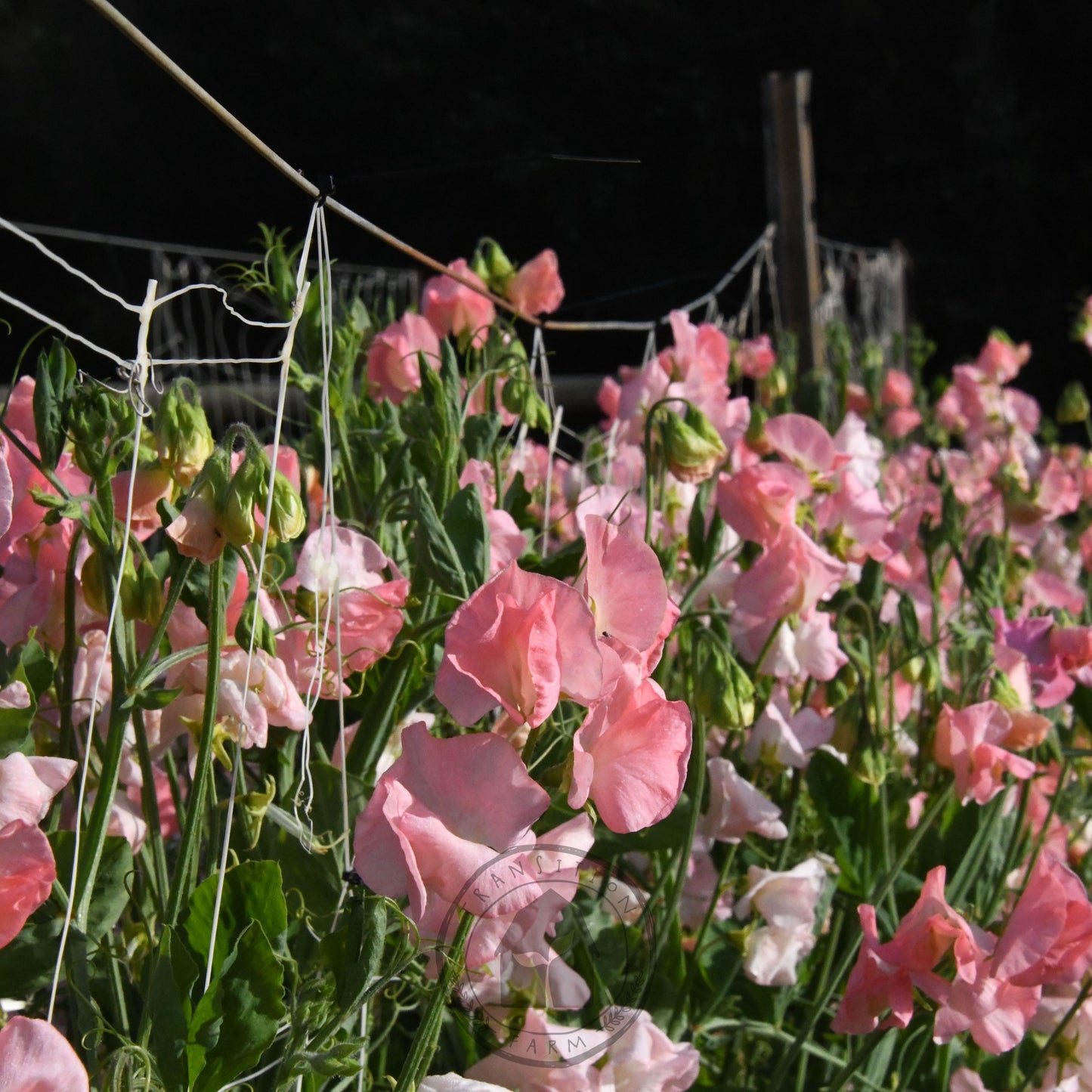 Sweet Pea 'Spring Sunshine Nancy'