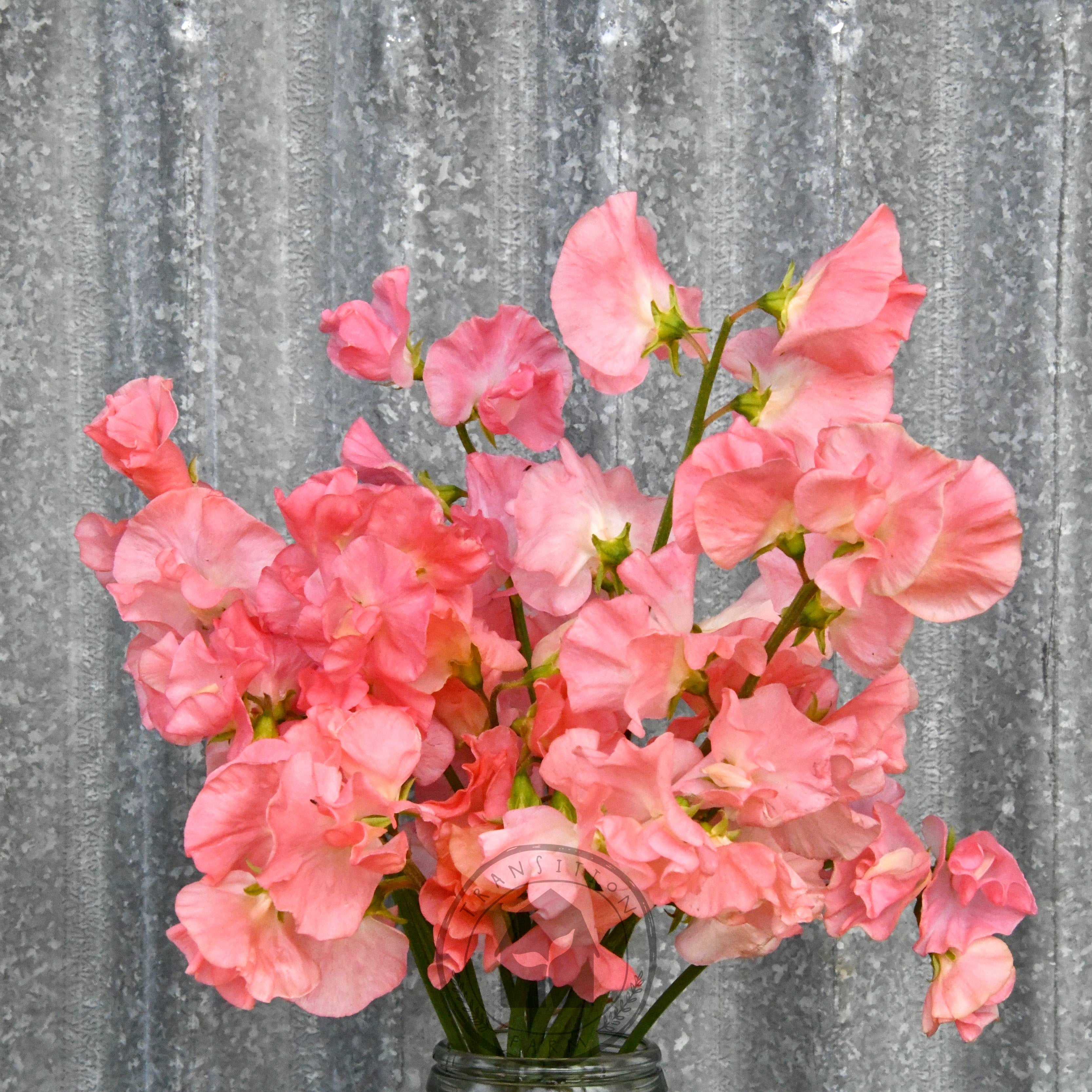 Sweet Pea 'Spring Sunshine Peach' – Transition Farm