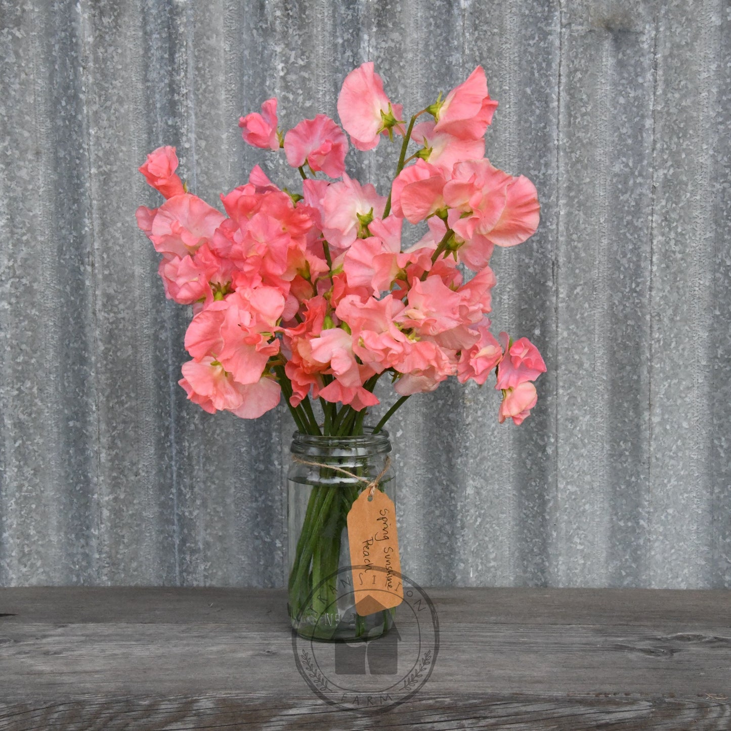 Sweet Pea 'Spring Sunshine Peach'