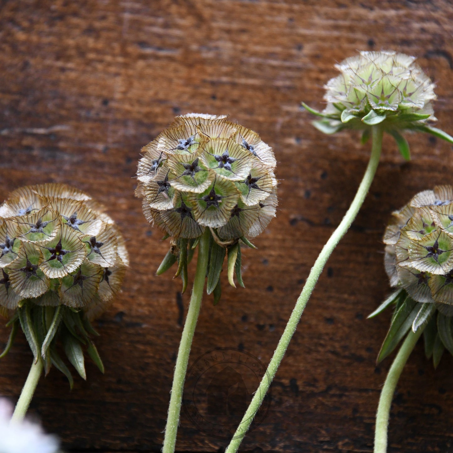 Scabiosa 'Sternkugel' (Not to WA)
