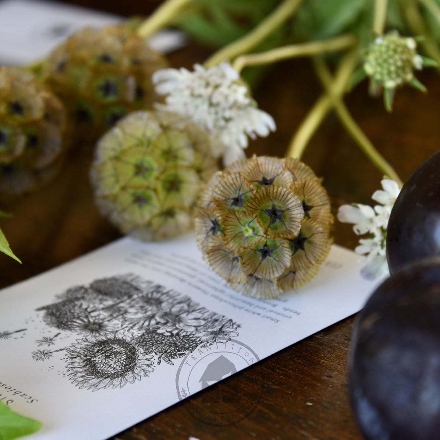 Scabiosa 'Sternkugel' (Not to WA)