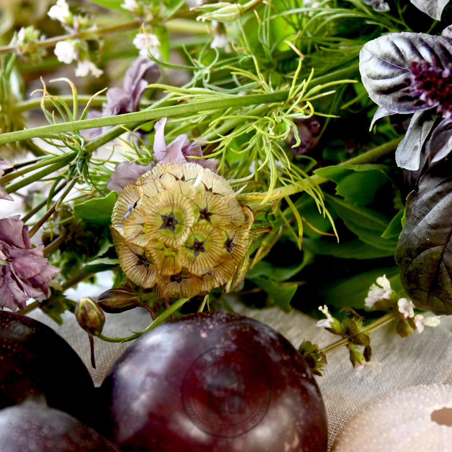 Scabiosa 'Sternkugel' (Not to WA)