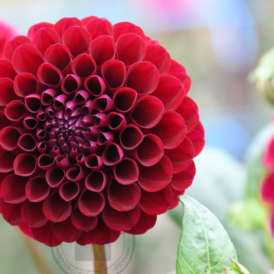 Dahlia 'Steve's Choice'