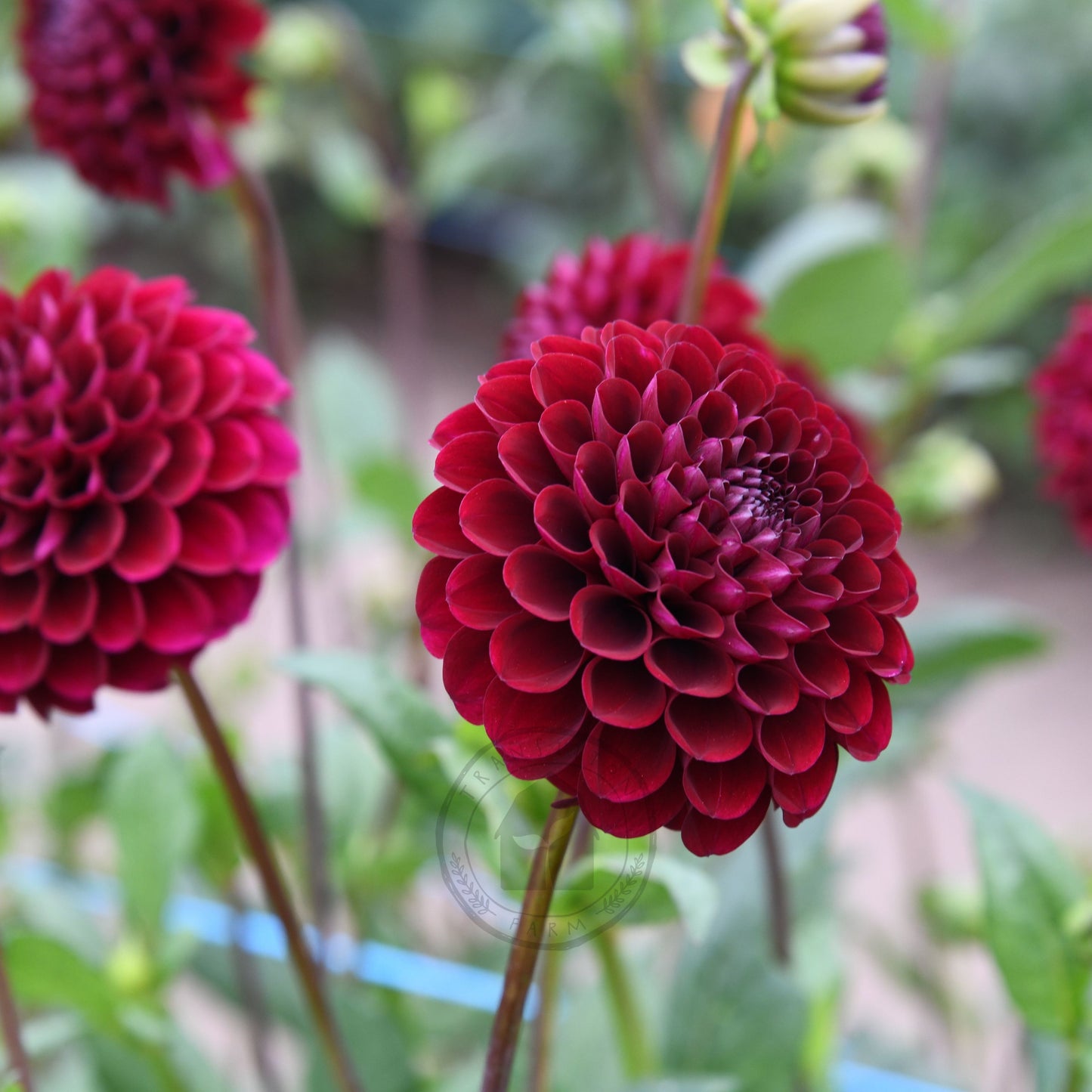 Dahlia 'Steve's Choice'