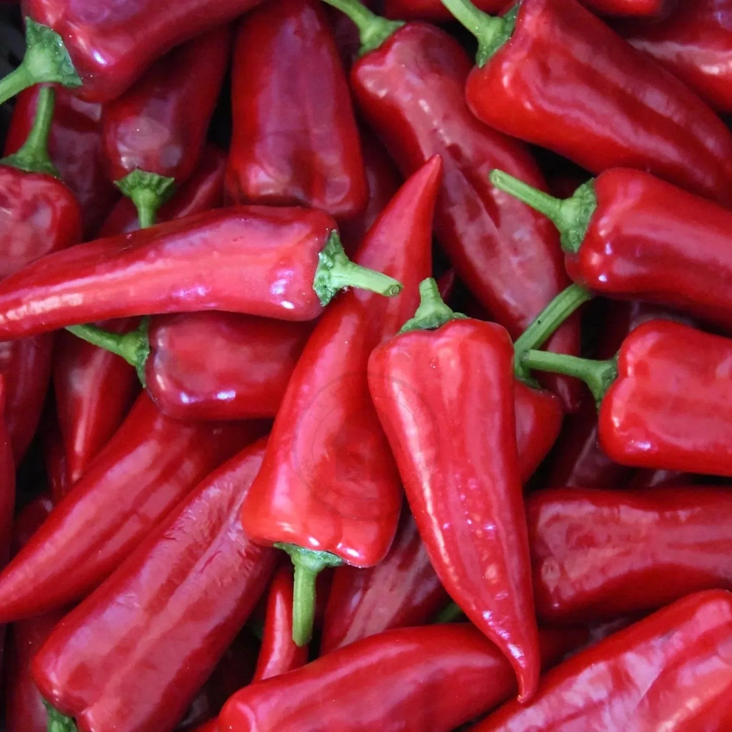 Close-up of red pepper harvest