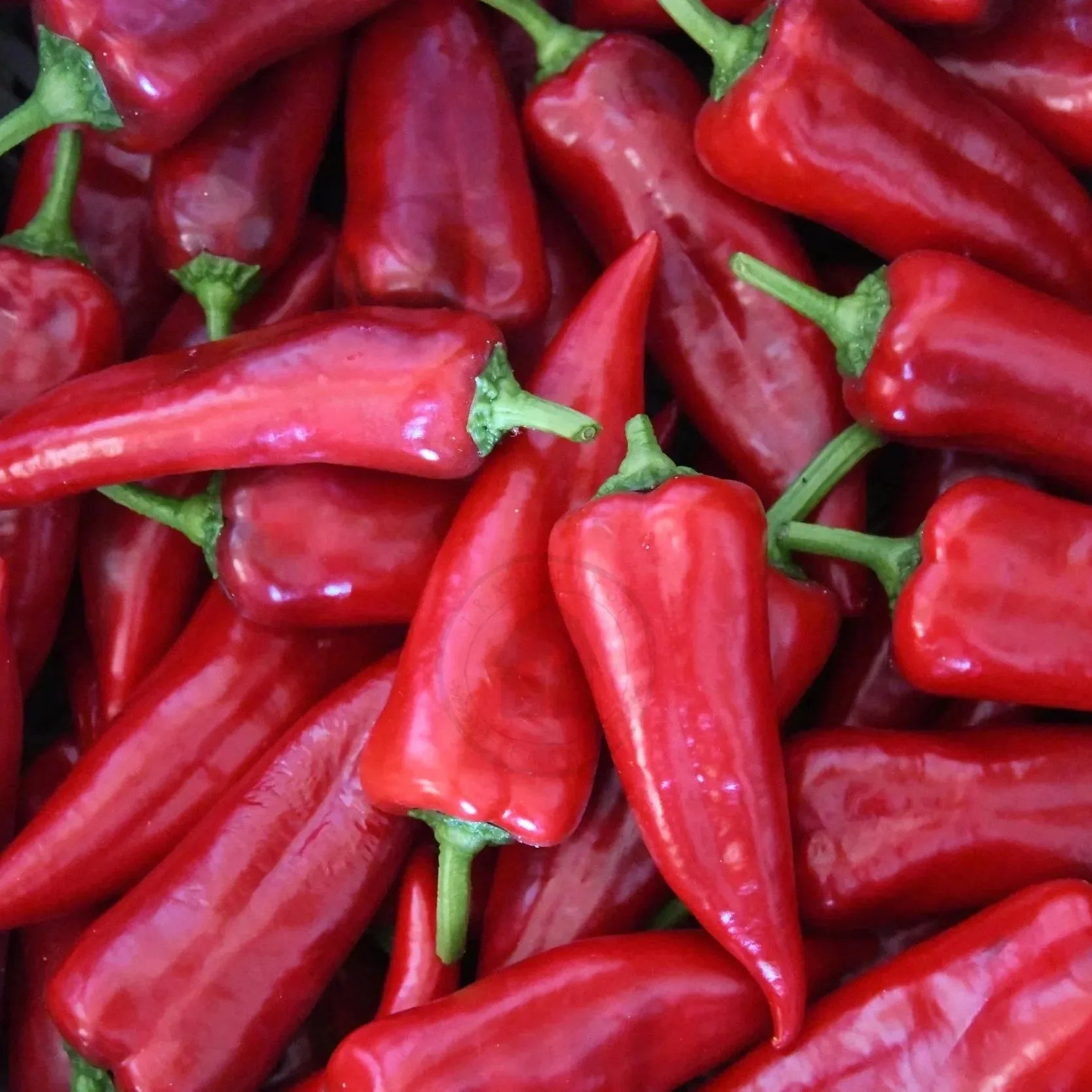 Close-up of red pepper harvest