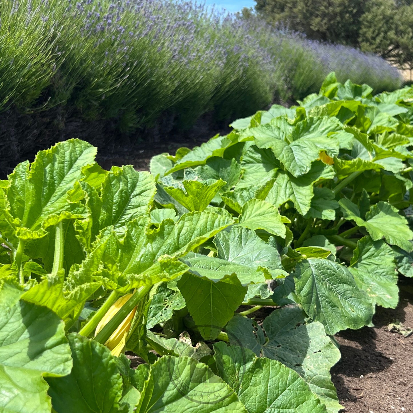 Zucchini 'Success PM Straightneck'