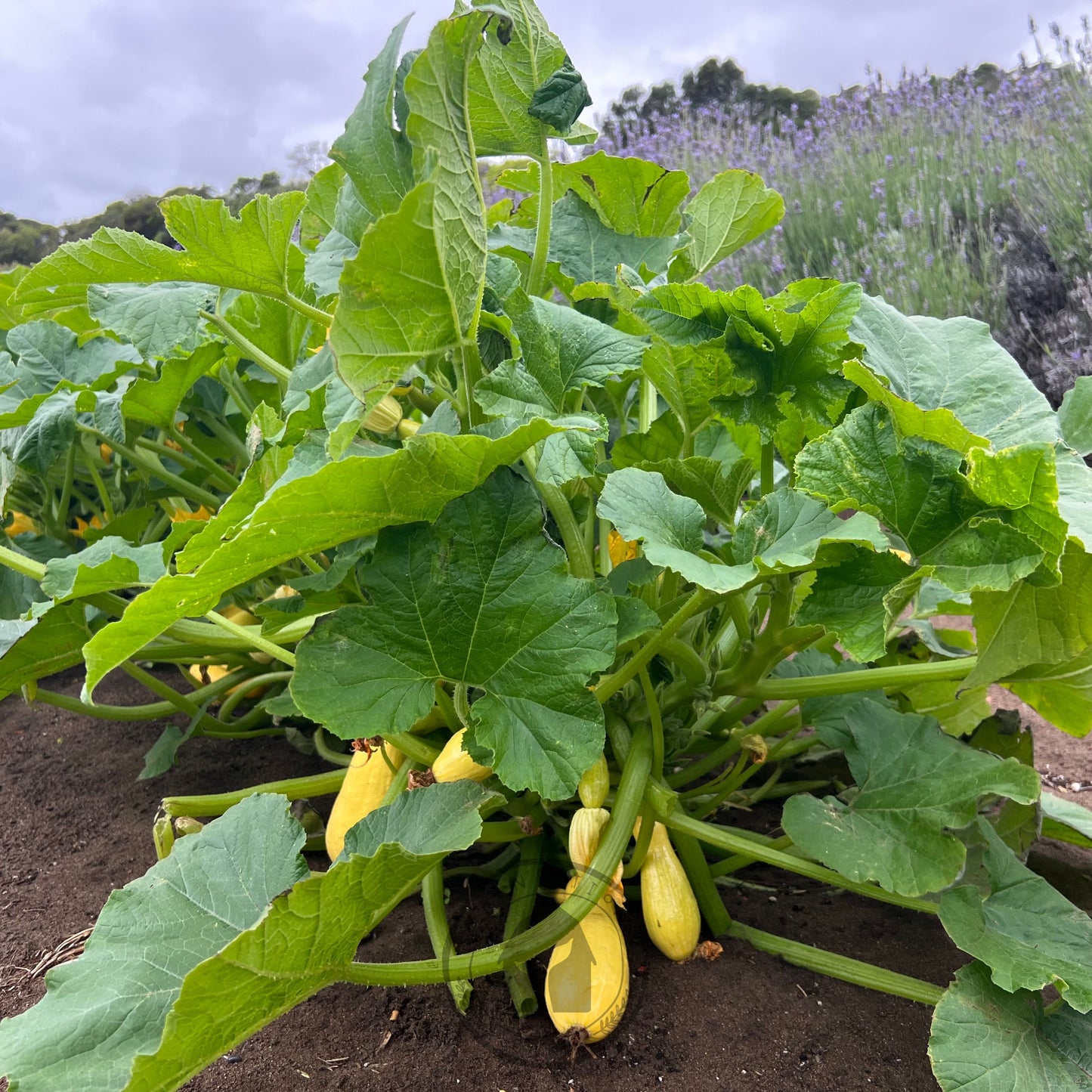 Zucchini 'Success PM Straightneck'