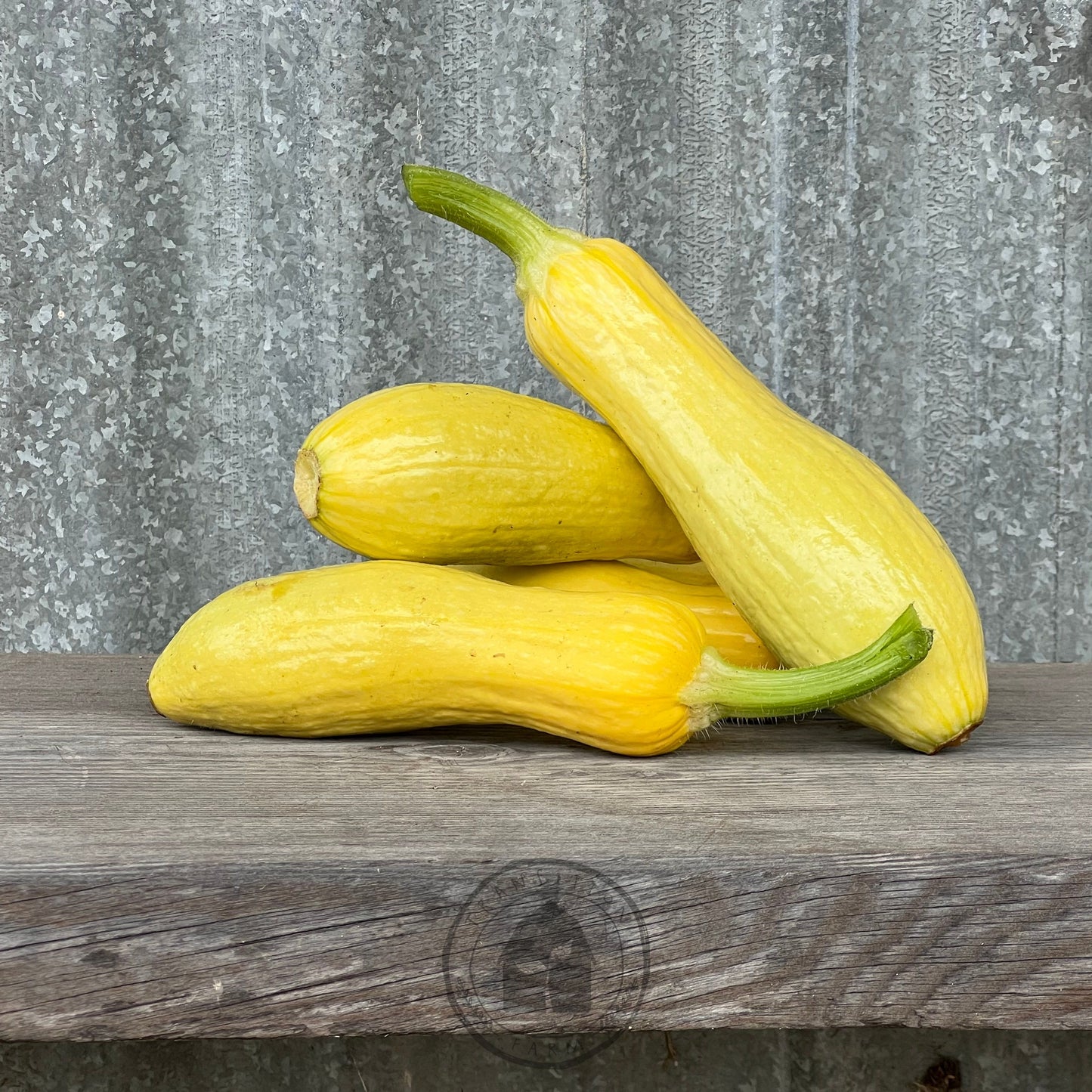 Zucchini 'Success PM Straightneck'