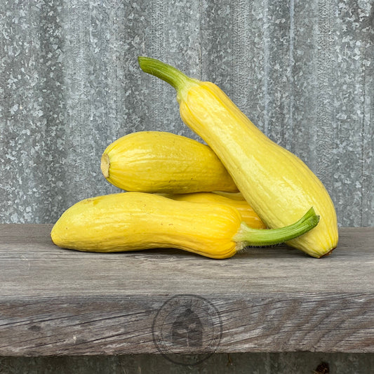 Zucchini 'Success PM Straightneck'