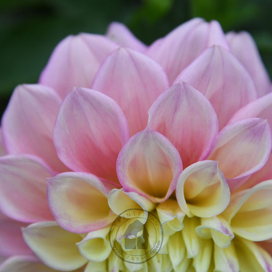 Dahlia 'Sugartown Sunrise'