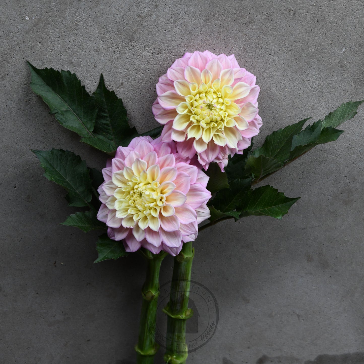 Dahlia 'Sugartown Sunrise'