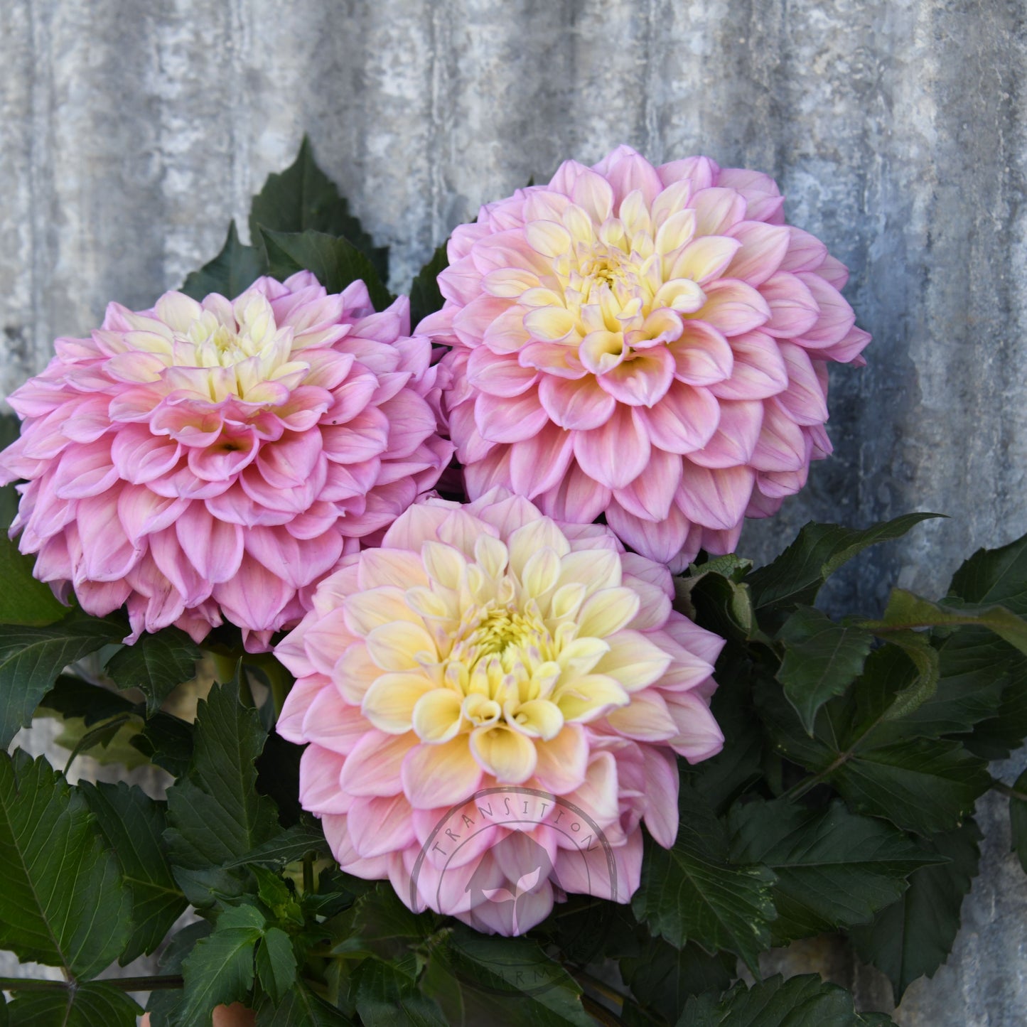Dahlia 'Sugartown Sunrise'