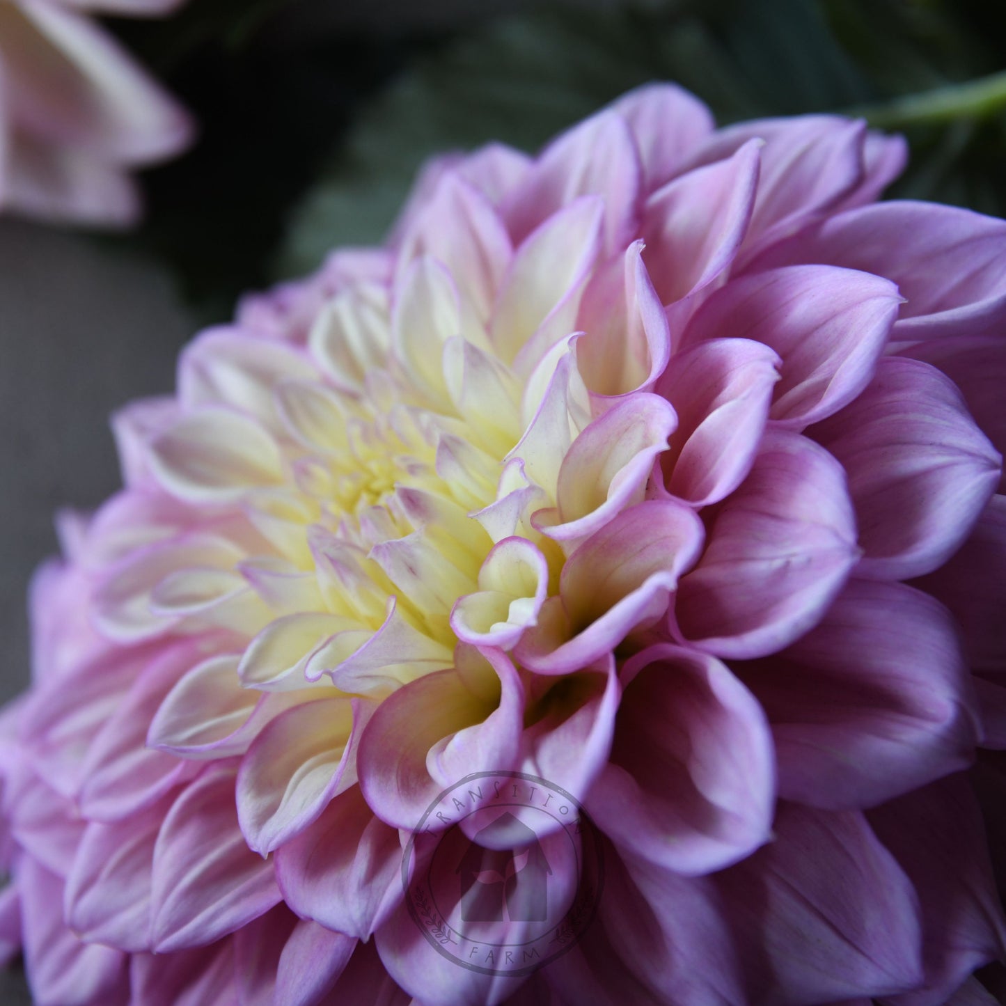 Dahlia 'Sugartown Sunrise'