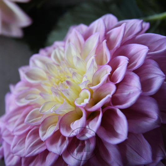 Dahlia 'Sugartown Sunrise'