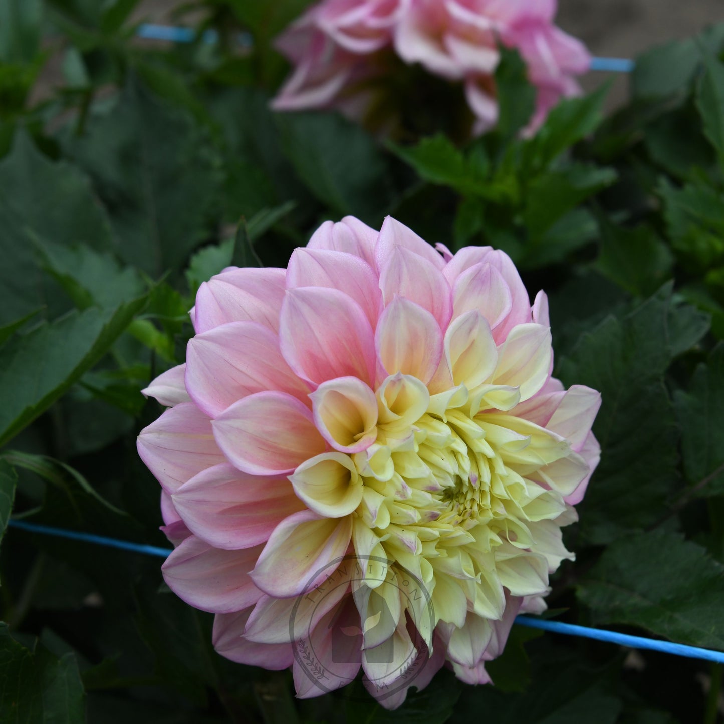 Dahlia 'Sugartown Sunrise'