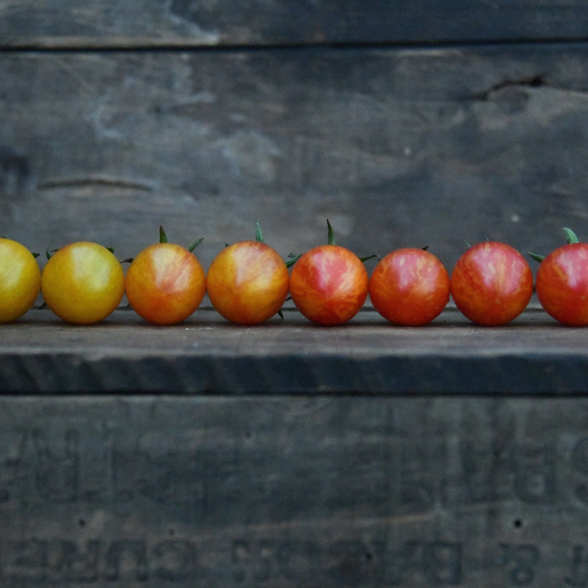 cherry tomatoes in line